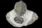 Crotalocephalina & Reedops Trilobite Association - Atchana #75574-3